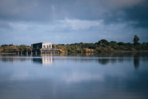 Read more about the article Searching for the elusive white heron in Ōkārito