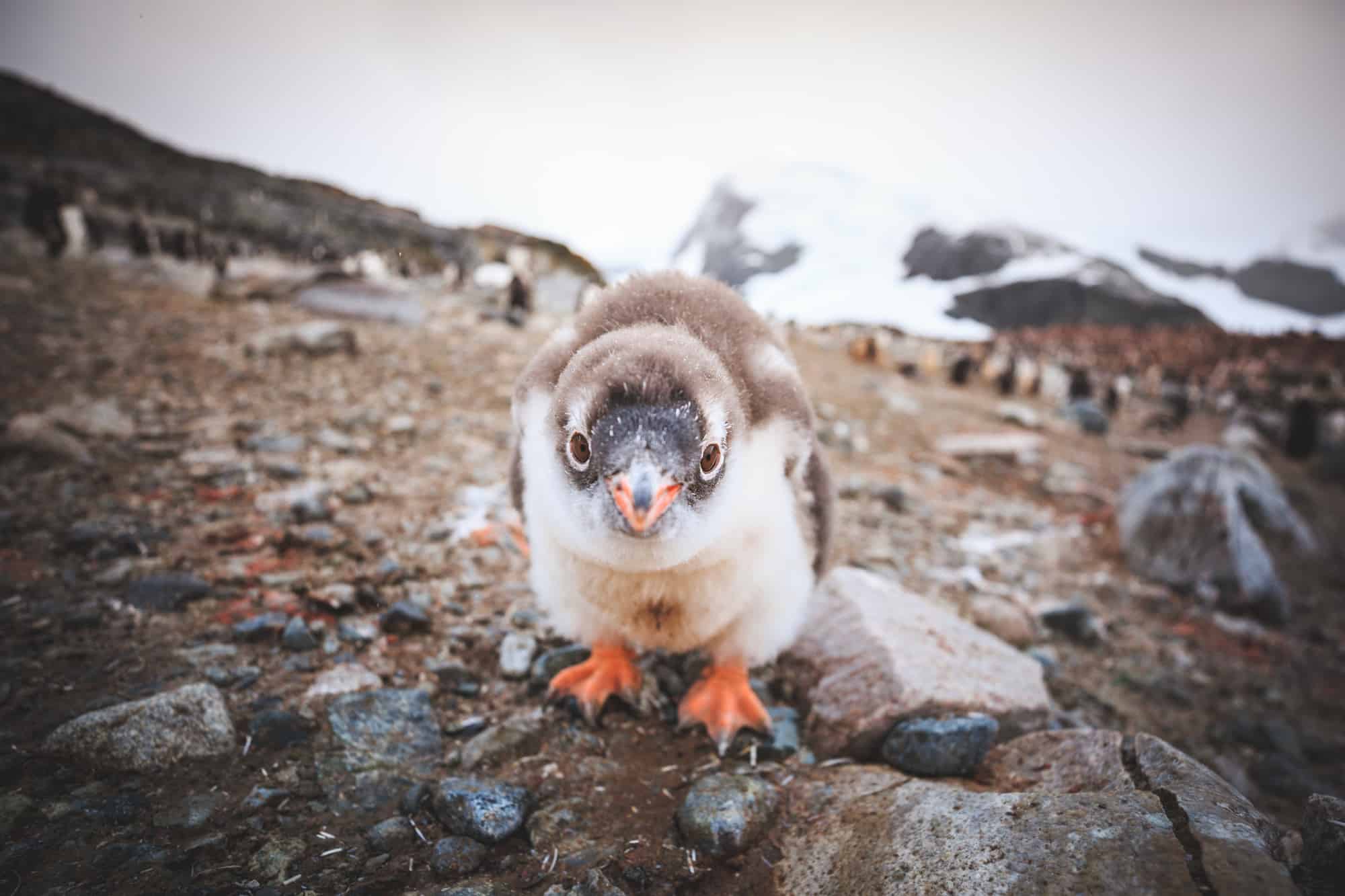 Read more about the article Inspiring the next generation of Antarctic explorers