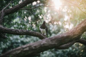 Read more about the article Meet the chunky, tipsy kererū: New Zealand’s native wood pigeon