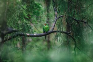 Read more about the article Ulva Island is a wildlife paradise